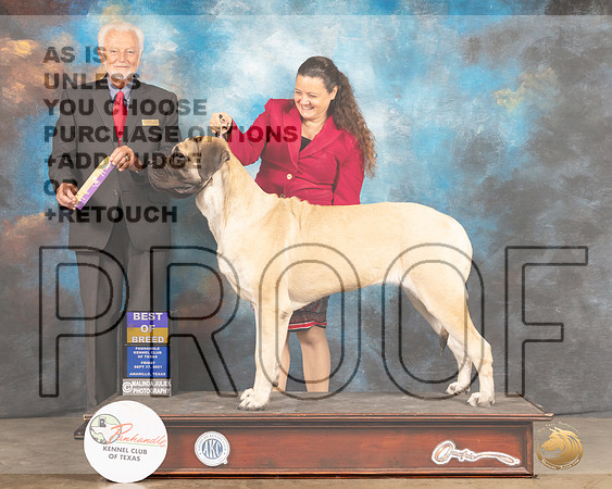 Mastiff ? Fri BOB Judge Houston Clark-MMJ_1864-Amarillo2021