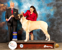 Mastiff ? Fri BOB Judge Houston Clark
