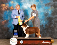 Miniature American Shepherd #5 Fri G3 Judge Robert Robinson