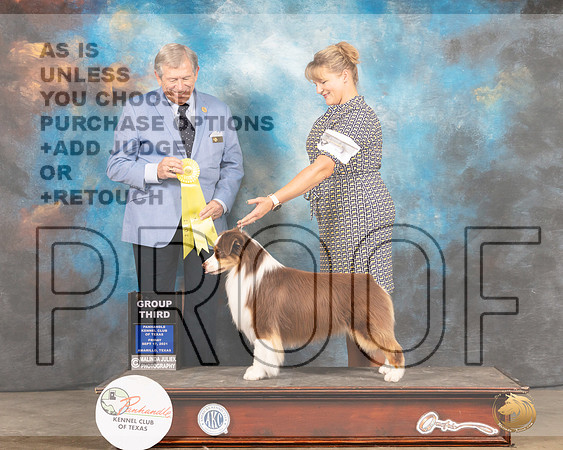 Miniature American Shepherd #5 Fri G3 Judge Robert Robinson-MMJ_1885-Amarillo2021
