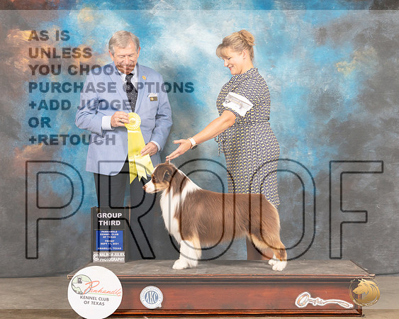 Miniature American Shepherd #5 Fri G3 Judge Robert Robinson-MMJ_1887-Amarillo2021