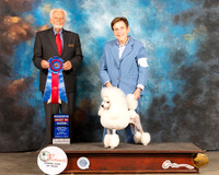 Poodle Miniature #6 Fri RBIS Judge Houston Clark