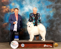 Samoyed #6 Fri G4 Judge Del Richards
