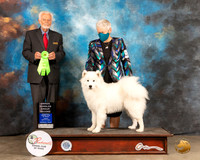 Samoyed #6 Fri OHG2 Judge Houston Clark