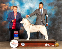 Siberian Husky #11 Fri G2 Judge Del Richards