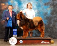 Tibetan Mastiff #5 Fri G1 Judge Del Richards