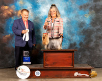 Yorkshire Terrier #5 Fri OHG4 Judge Del Richards