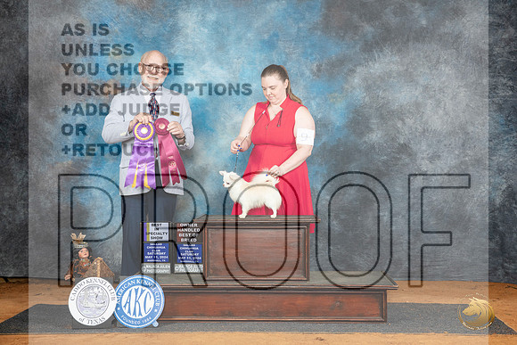 Chihuahua Long Coat #9 BISS Judge Tim Robbins__JP_8004_MARSHALL_2024_HR3