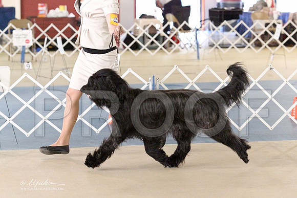 Briard-2703LR