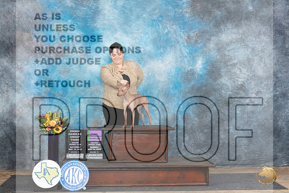 American Hairless Terrier #6 Sat OHG3 Judge  Edy Dykstra-Blum r__JP_0008e_Abilene_2024_HR3