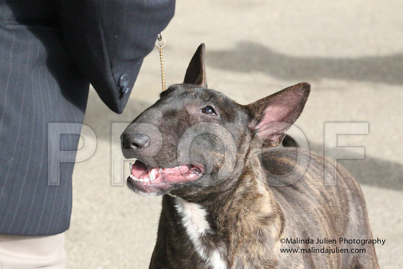 BullTer-2208