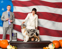 Miniature American Sheperds #5 Sat WD Fenton Linda Perry Leann Judge Mr Rick Gschwender