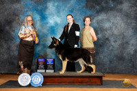 German Shepherd Dog #8 Sat WBBOWBOBOHBOB Judge Denise Dean