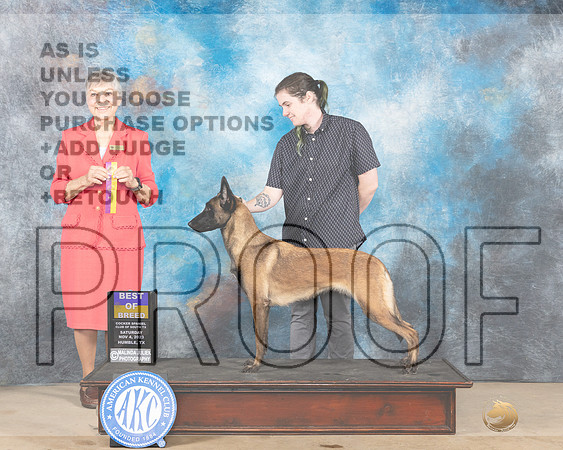 Belgian Malinois #8 Sat BOB Judge Jill Warren-_JP_9985e-CCKC2023_HR3