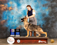 German Shepherd Dog #5 Sat WD Judge Robert Robinson