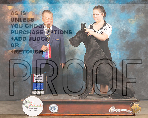 Great Dane #12 Sat BOWWB Judge Del Richards-MMJ_2066-Amarillo2021