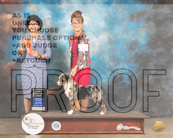 Miniature American Shepherd #10 Sat PBIS Judge Linda Clark-MMJ_2041-Amarillo2021