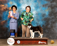 Siberian Husky #5 Sat PG1 Judge Linda Clark