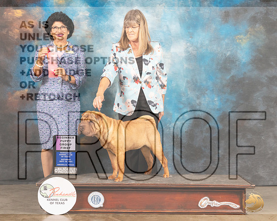 Chinese Shar Pei #10 PBIS Judge Linda Clark-MMJ_2146-Amarillo2021
