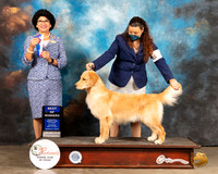 Golden Retriever #14 Sat BOW Judge Linda Clark