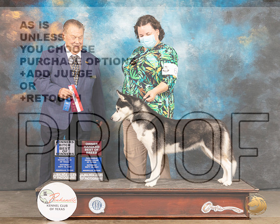 Siberian Husky #6 Sat WBBOSOHBOB Judge Del Richards-MMJ_2111-Amarillo2021