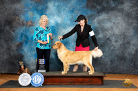 Golden Retriever #14 Sat WBBOWBOB Judge Lisa Graser