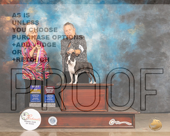 Boston Terrier #6 Sat BOB Judge Gloria Kerr-MMJ_2202-Amarillo2021