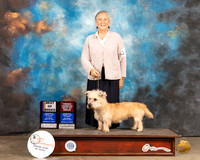 Glen of Imaal Terrier #6 Sat BOBOHBOB Judge Gloria Kerr