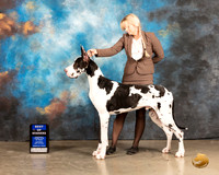 Great Dane #17 Sat WDBOW Judge Houston Clark R