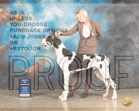 Great Dane #17 Sat WDBOW Judge Houston Clark R-MMJ_2161-Amarillo2021