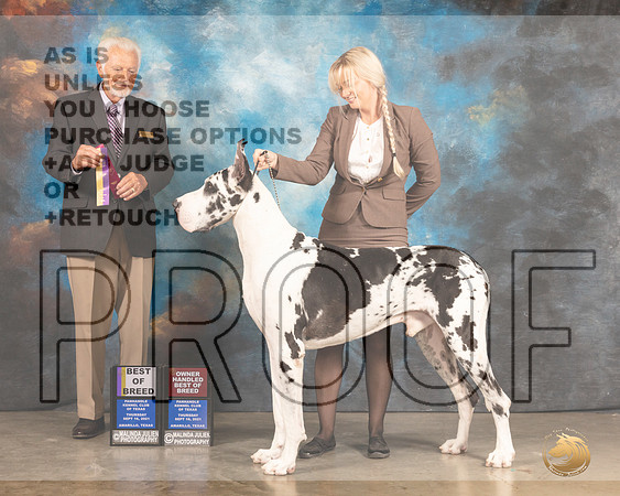 Great Dane #19 Thur BOB Judge Houston Clark R-MMJ_2188-Amarillo2021