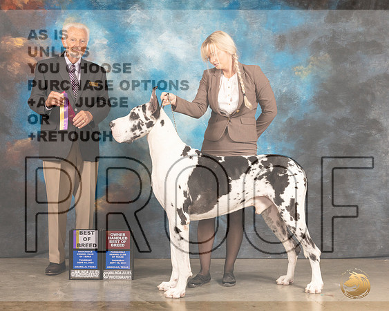 Great Dane #19 Thur BOB Judge Houston Clark R-MMJ_2189-Amarillo2021