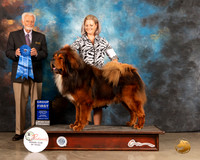 Tibetan Mastiff #5 Sat G1 Judge Houston Clark
