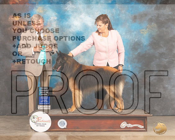 Belgian Tervuren #5 Sat OHBIS Judge Robert Robinson-MMJ_2542-Amarillo2021