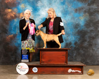 Border Terrier #5 Sat OHG1 Judge Jan Paulk
