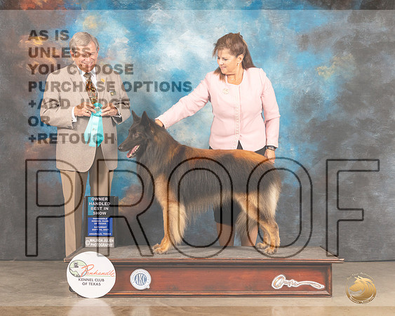 Belgian Tervuren #5 Sat OHBIS Judge Robert Robinson-MMJ_2544-Amarillo2021