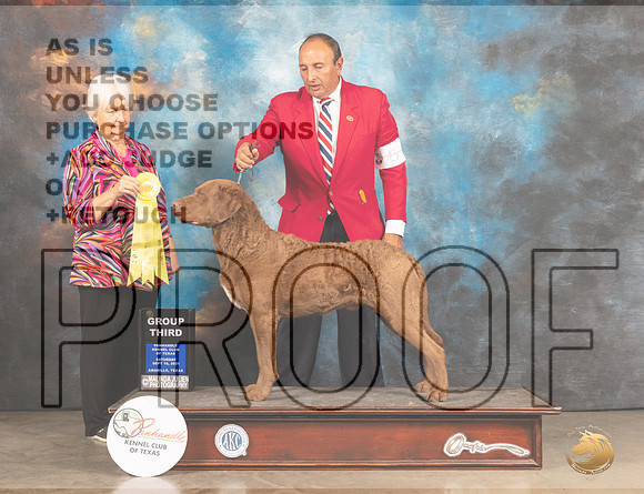 Chesapeke Bay Retriever #5 Sat G3 Judge Gloria Kerr-MMJ_2232-Amarillo2021