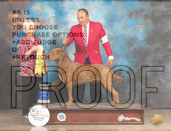 Chesapeke Bay Retriever #5 Sat G3 Judge Gloria Kerr-MMJ_2235-Amarillo2021