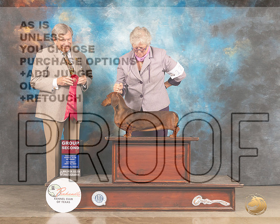 Dachshund Smooth #12 Sat G2 Judge Robert Robinson-MMJ_2409-Amarillo2021