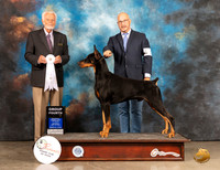 Doberman Pinscher #11 Sat G4 Judge Houston Clark