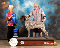 German Shorthaired Pointer #5 Sat G1 Judge Gloria Kerr