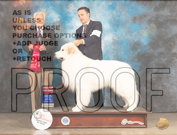 Great Pyrenees #5 Sat G2 Judge Houston Clark-MMJ_2347-Amarillo2021