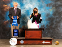 Maltese #6 Sat G1 Judge Houston Clark