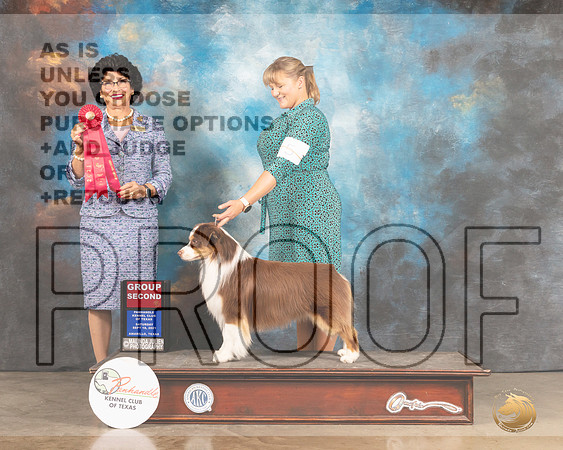 Miniature American Shepherd #5 Sat G2 Judge Linda Clark-MMJ_2479-Amarillo2021