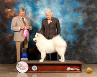 Samoyed #6 Sat OHG1 Judge Robert Robinson