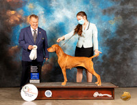 Vizsla #10 Sat OHG4 Judge Del Richards