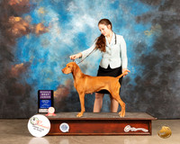 Vizsla #J601 Fri RBJr Judge Ted Eubanks