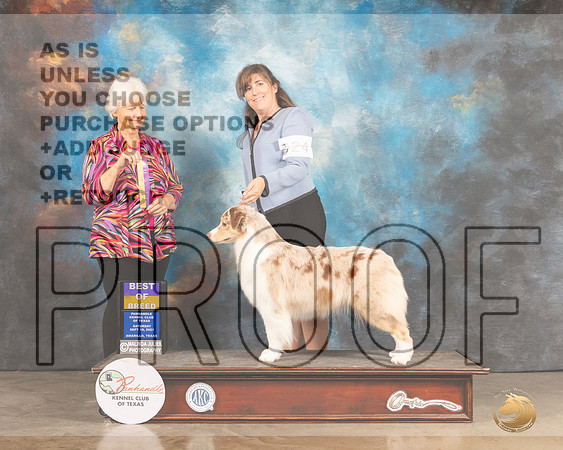 Australian Shepherd #24 Sat BOB Judge Gloria Kerr-MMJ_2527-Amarillo2021