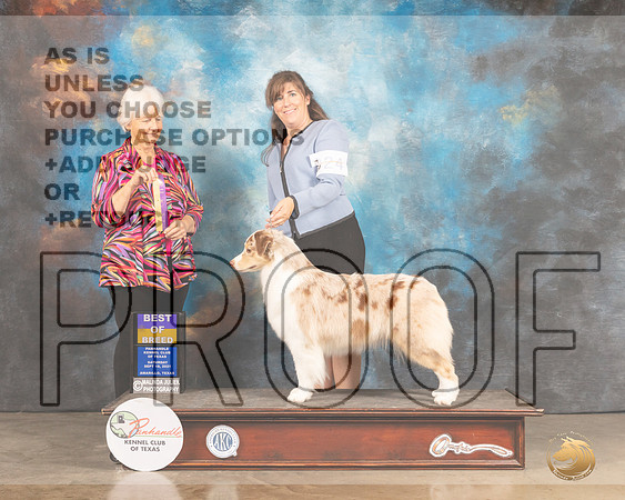 Australian Shepherd #24 Sat BOB Judge Gloria Kerr-MMJ_2528-Amarillo2021