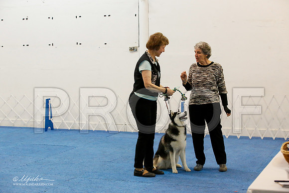 _M3_8057-AddisonHuskyMar2015-HR3